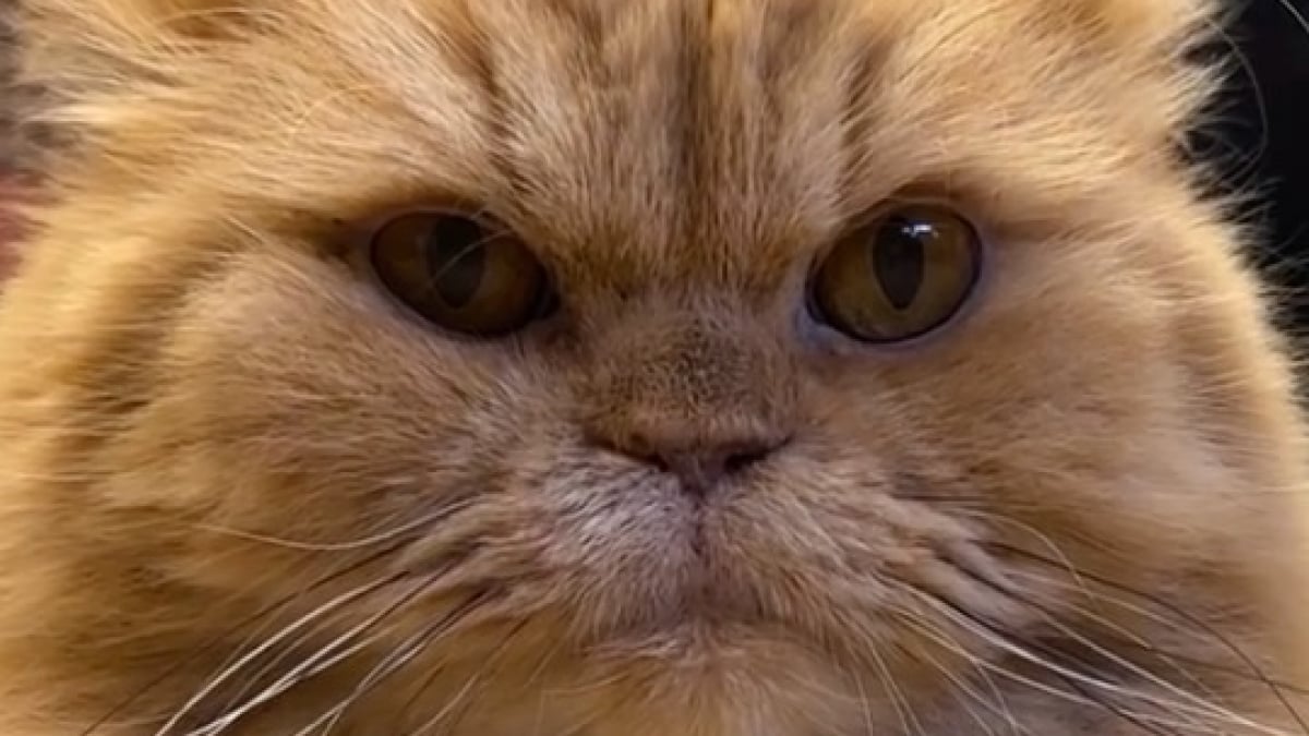 Illustration : "Ce chat invité 2 fois par mois dans un refuge teste avec professionnalisme la compatibilité des chiens avec les félins (vidéo)"