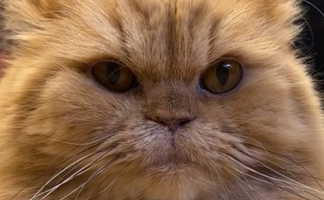 Ce chat invité 2 fois par mois dans un refuge teste avec professionnalisme la compatibilité des chiens avec les félins (vidéo)