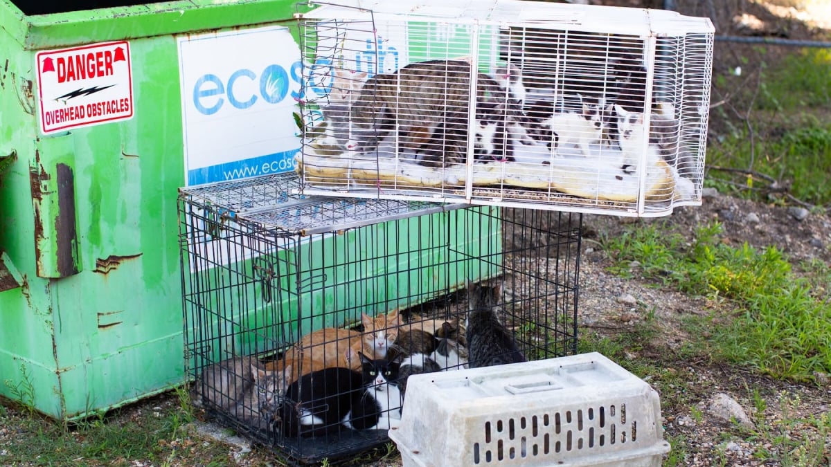 Illustration : "Un refuge débordé sauve une trentaine de chats abandonnés près des poubelles grâce à la générosité de sa communauté"