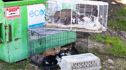 Illustration : Un refuge d&eacute;bord&eacute; sauve une trentaine de chats abandonn&eacute;s pr&egrave;s des poubelles gr&acirc;ce &agrave; la g&eacute;n&eacute;rosit&eacute; de sa communaut&eacute;