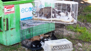 Illustration : "Un refuge débordé sauve une trentaine de chats abandonnés près des poubelles grâce à la générosité de sa communauté"