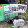 Illustration : Un refuge d&eacute;bord&eacute; sauve une trentaine de chats abandonn&eacute;s pr&egrave;s des poubelles gr&acirc;ce &agrave; la g&eacute;n&eacute;rosit&eacute; de sa communaut&eacute;