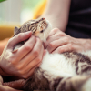 Illustration : 6 fa&ccedil;ons de montrer &agrave; votre chat que vous l'aimez
