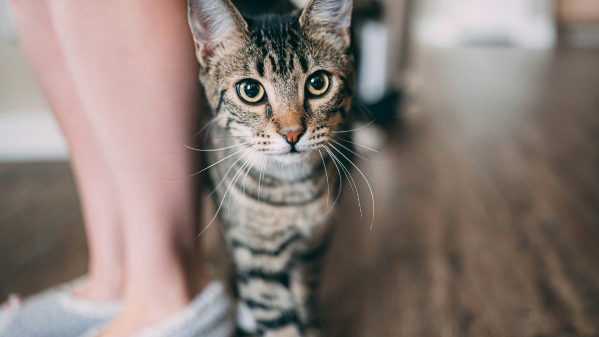 Illustration : "Embuscade : pourquoi votre chat vous attaque-t-il les chevilles quand vous passez ?"