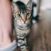 Illustration : Embuscade : pourquoi votre chat vous attaque-t-il les chevilles quand vous passez ?