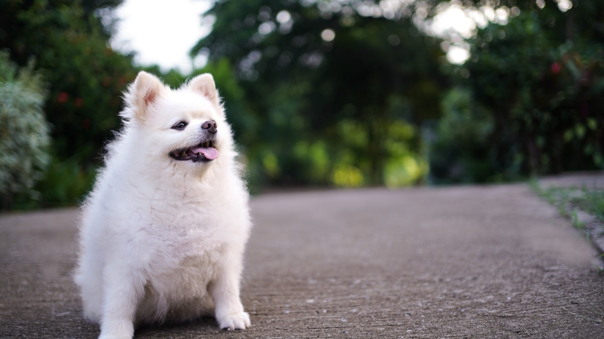 Illustration : "Une étude vétérinaire confirme combien d'années de vie le surpoids vole à votre chien"