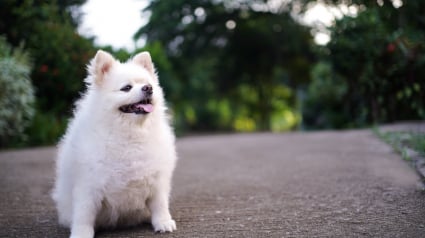 Illustration : Une &eacute;tude v&eacute;t&eacute;rinaire confirme combien d'ann&eacute;es de vie le surpoids vole &agrave; votre chien
