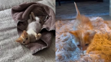Illustration : Alors qu'il voulait adopter un chien, ce jeune couple ram&egrave;ne finalement un chaton tigr&eacute; de ses vacances (vid&eacute;o)