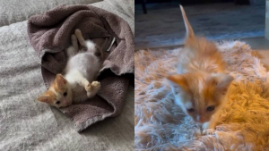 Illustration : Alors qu'il voulait adopter un chien, ce jeune couple ramène finalement un chaton tigré de ses vacances (vidéo)
