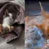 Illustration : Alors qu'il voulait adopter un chien, ce jeune couple ram&egrave;ne finalement un chaton tigr&eacute; de ses vacances (vid&eacute;o)