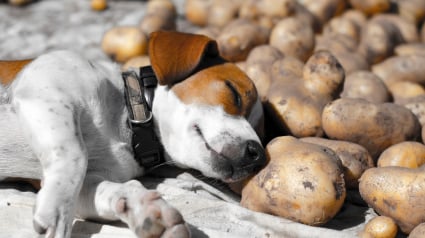 Illustration : Pouvez-vous donner des &eacute;pluchures de pomme de terre &agrave; votre chien ?