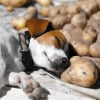 Illustration : Pouvez-vous donner des &eacute;pluchures de pomme de terre &agrave; votre chien ?