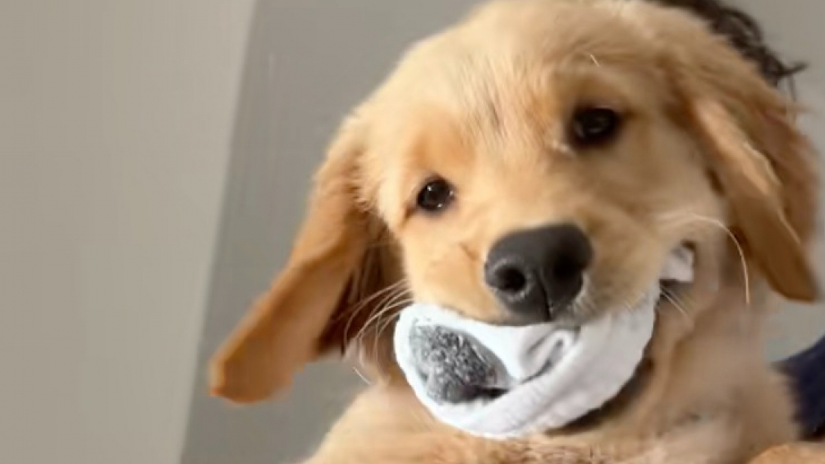 Illustration : "Ce chiot Golden Retriever vole les chaussettes de son maître, puis tente de convaincre tout le monde qu’il est innocent (vidéo)"