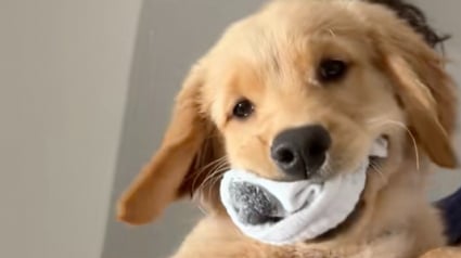 Illustration : Ce chiot Golden Retriever vole les chaussettes de son ma&icirc;tre, puis tente de convaincre tout le monde qu&rsquo;il est innocent (vid&eacute;o)
