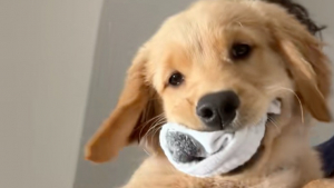 Illustration : Ce chiot Golden Retriever vole les chaussettes de son maître, puis tente de convaincre tout le monde qu’il est innocent (vidéo)