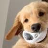 Illustration : Ce chiot Golden Retriever vole les chaussettes de son ma&icirc;tre, puis tente de convaincre tout le monde qu&rsquo;il est innocent (vid&eacute;o)