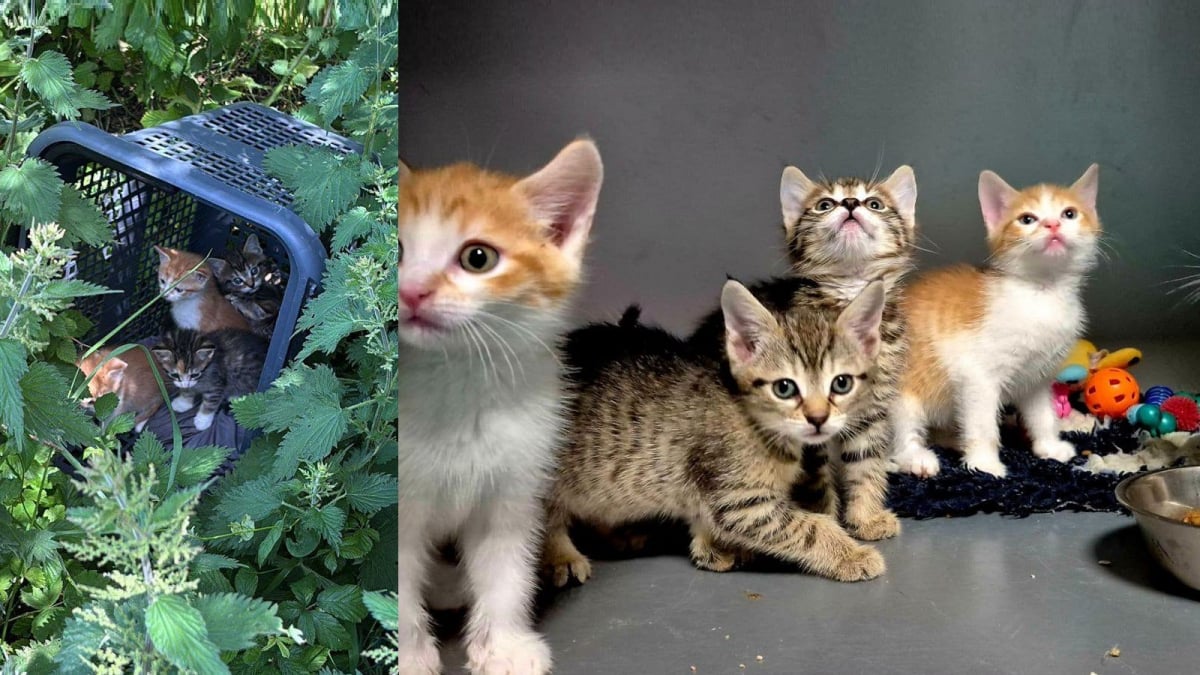Illustration : "Découverts dans un panier de supermarché jeté dans les buissons, 5 chatons sont secourus à temps grâce à un passant vigilant (vidéo)"