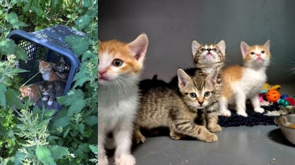 Illustration : D&eacute;couverts dans un panier de supermarch&eacute; jet&eacute; dans les buissons, 5 chatons sont secourus &agrave; temps gr&acirc;ce &agrave; un passant vigilant (vid&eacute;o)