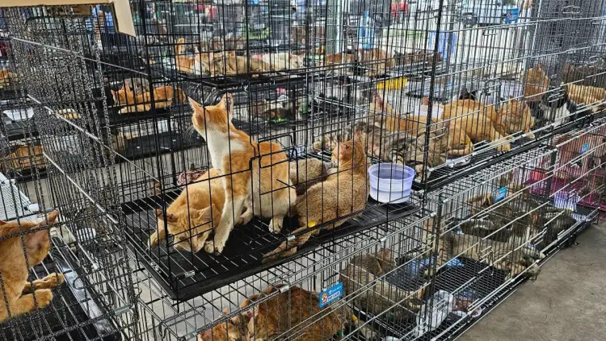 Illustration : "Une vaste opération contre le commerce de viande de chat au Vietnam sauve 400 chats, dont des dizaines retrouvent leurs maîtres"