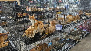 Illustration : Une vaste op&eacute;ration contre le commerce de viande de chat au Vietnam sauve 400 chats, dont des dizaines retrouvent leurs ma&icirc;tres