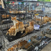 Illustration : Une vaste op&eacute;ration contre le commerce de viande de chat au Vietnam sauve 400 chats, dont des dizaines retrouvent leurs ma&icirc;tres