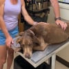 Illustration : Un chien s&eacute;nior s'&eacute;croule sur un sentier de randonn&eacute;e et ne peut plus avancer, des policiers fabriquent un brancard de fortune pour le secourir