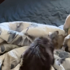 Illustration : Plac&eacute; dans un refuge ce vieux chien aveugle est joyeusement accueilli par un petit chaton &eacute;nergique (vid&eacute;o)