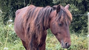 Illustration : Un refuge et la gendarmerie interviennent chez un mar&eacute;chal-ferrant du Tarn-et-Garonne pour sauver 6 chevaux victimes de maltraitance et n&eacute;gligence