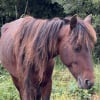 Illustration : Un refuge et la gendarmerie interviennent chez un mar&eacute;chal-ferrant du Tarn-et-Garonne pour sauver 6 chevaux victimes de maltraitance et n&eacute;gligence