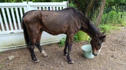 Illustration : Sauv&eacute; de la n&eacute;gligence par la Fondation 30 Millions d&rsquo;Amis, un ancien cheval de comp&eacute;tition squelettique est enfin en s&eacute;curit&eacute;