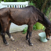 Illustration : Sauv&eacute; de la n&eacute;gligence par la Fondation 30 Millions d&rsquo;Amis, un ancien cheval de comp&eacute;tition squelettique est enfin en s&eacute;curit&eacute;