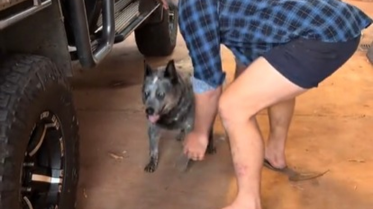 Illustration : "A 19 ans, cette chienne esquisse un saut pour tenter de monter dans la camionnette de son maître qui l'y aide tendrement (vidéo)"