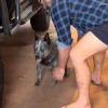 Illustration : A 19 ans, cette chienne esquisse un saut pour tenter de monter dans la camionnette de son ma&icirc;tre qui l'y aide tendrement (vid&eacute;o)