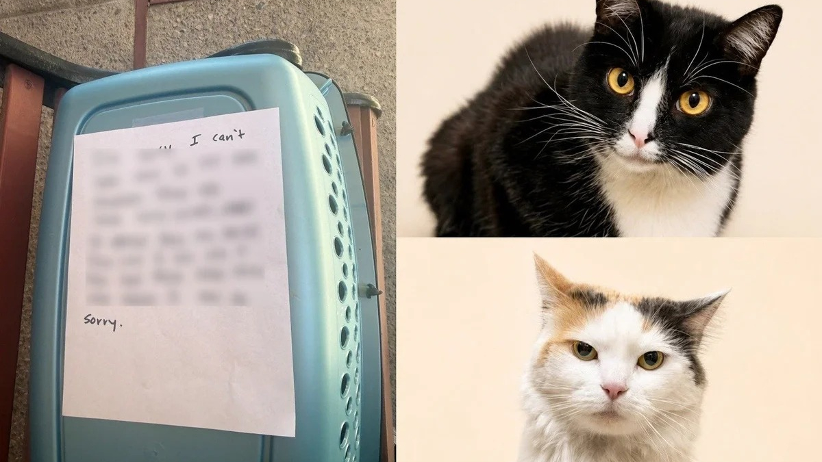 Illustration : "Un refuge bondé prend en charge 2 chattes inséparables de 5 ans, abandonnées devant leur porte avec une lettre"