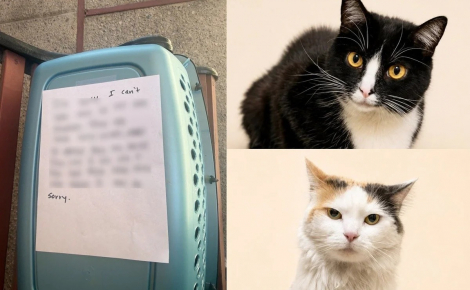 Un refuge bondé prend en charge 2 chattes inséparables de 5 ans, abandonnées devant leur porte avec une lettre