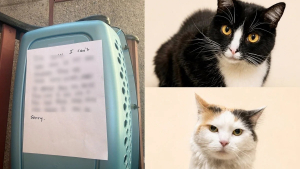 Illustration : Un refuge bondé prend en charge 2 chattes inséparables de 5 ans, abandonnées devant leur porte avec une lettre