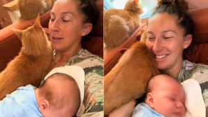 Illustration : "Tenant son bébé nouveau-né contre elle, cette maman ne peut plus bouger quand son chat roux vient se blottir à son tour (vidéo)"