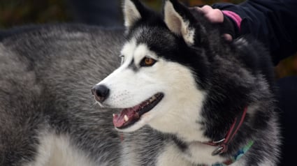 Illustration : Les policiers valenciennois brisent la vitre d'une voiture pour lib&eacute;rer un Husky enferm&eacute; en pleine canicule, son ma&icirc;tre profitant de la F&ecirc;te de la Musique