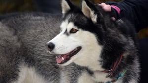 Illustration : Les policiers valenciennois brisent la vitre d'une voiture pour lib&eacute;rer un Husky enferm&eacute; en pleine canicule, son ma&icirc;tre profitant de la F&ecirc;te de la Musique