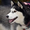 Illustration : Les policiers valenciennois brisent la vitre d'une voiture pour lib&eacute;rer un Husky enferm&eacute; en pleine canicule, son ma&icirc;tre profitant de la F&ecirc;te de la Musique
