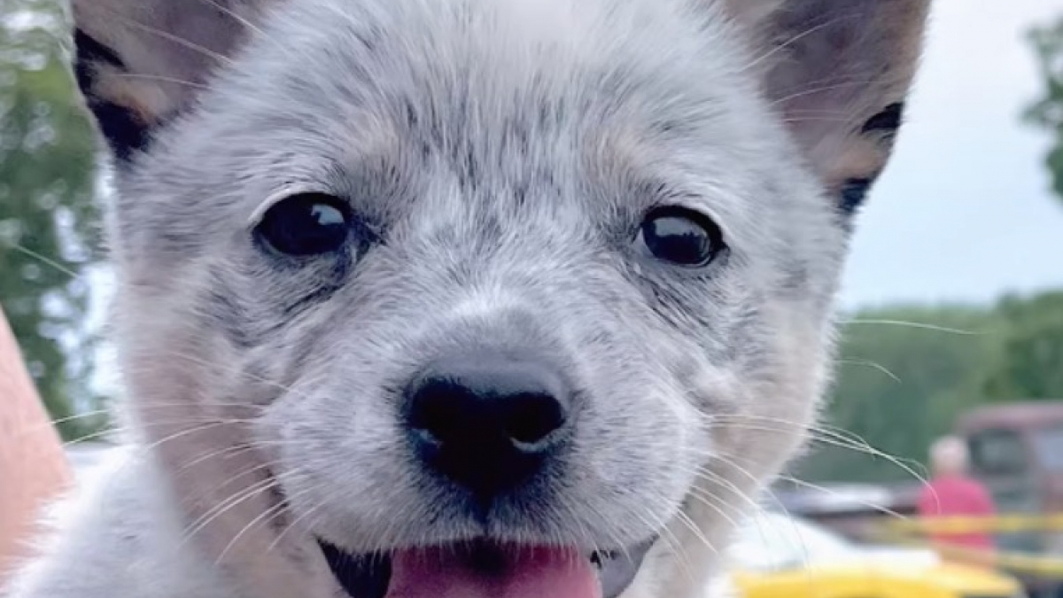 Illustration : "Ce chiot Bouvier Australien s’émerveille en découvrant les lucioles pour la première fois et essaye de les attraper (vidéo)"