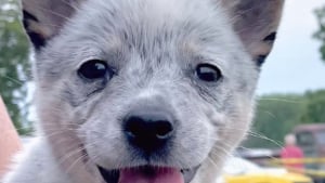 Illustration : Ce chiot Bouvier Australien s’émerveille en découvrant les lucioles pour la première fois et essaye de les attraper (vidéo)
