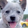 Illustration : Ce chiot Bouvier Australien s&rsquo;&eacute;merveille en d&eacute;couvrant les lucioles pour la premi&egrave;re fois et essaye de les attraper (vid&eacute;o)