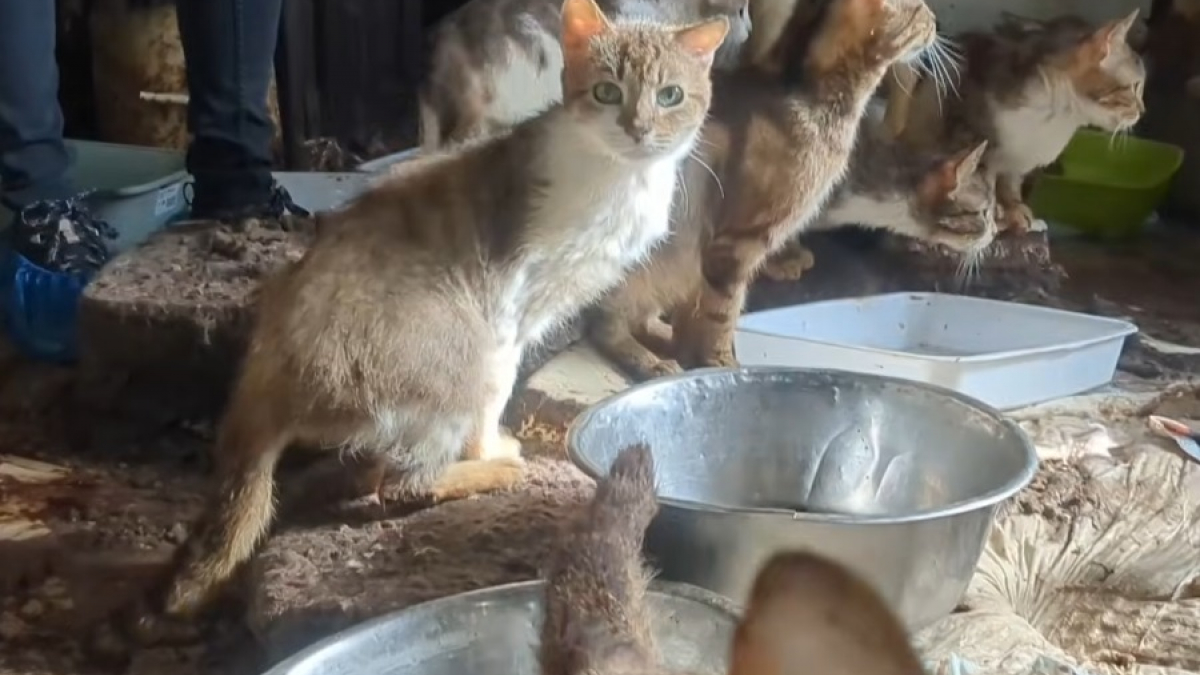 Illustration : "Sauvés d'un logement extrêmement insalubre à Beauvais trente chats affamés attendent d' être enfin adoptés (vidéo)"