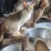 Illustration : Sauv&eacute;s d'un logement extr&ecirc;mement insalubre &agrave; Beauvais trente chats affam&eacute;s attendent d' &ecirc;tre enfin adopt&eacute;s (vid&eacute;o)