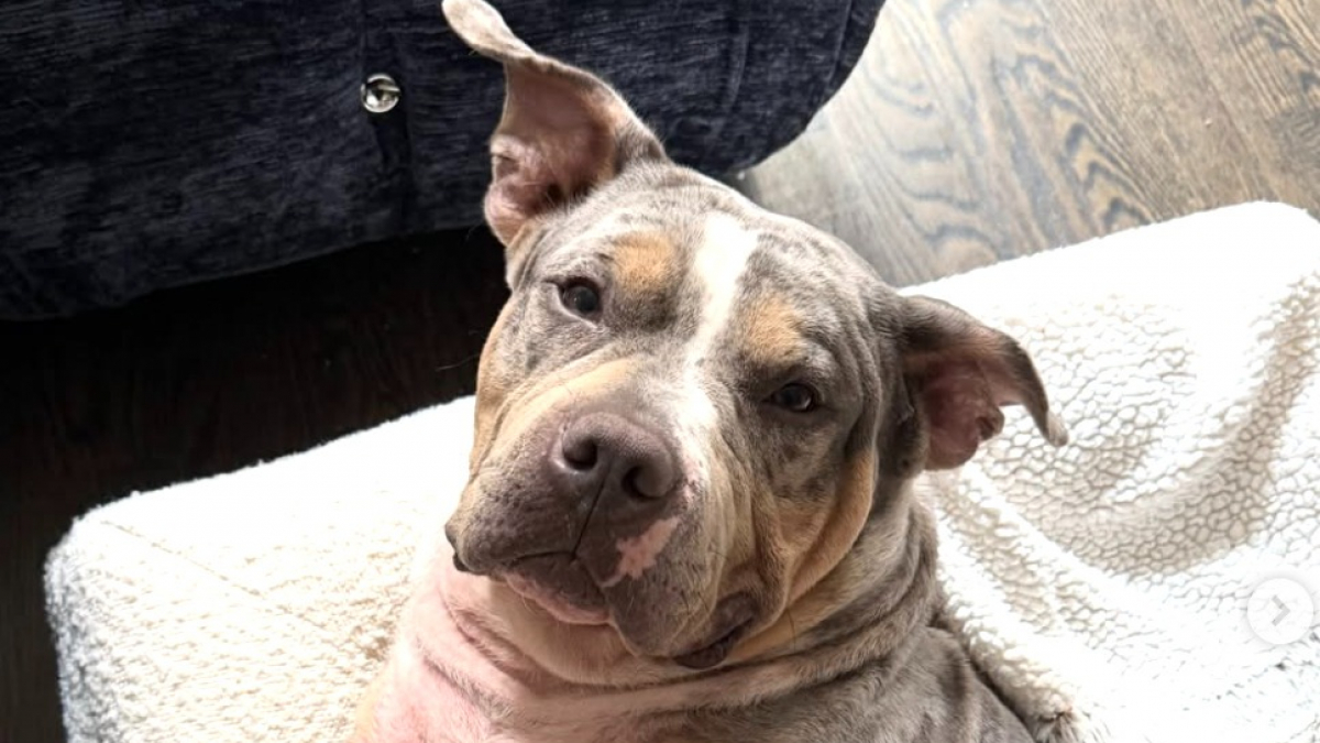 Illustration : "Ce Pitbull en famille d’accueil préfère regarder les voitures plutôt que jouer (vidéo)"