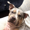 Illustration : Ce Pitbull en famille d&rsquo;accueil pr&eacute;f&egrave;re regarder les voitures plut&ocirc;t que jouer (vid&eacute;o)