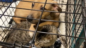 Illustration : Abandonn&eacute; sur un parking en pleine chaleur avec un chat, ce chiot tente de le prot&eacute;ger en le couvrant avec sa patte