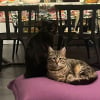 Illustration : 5 annonces de chats &agrave; adopter en duo