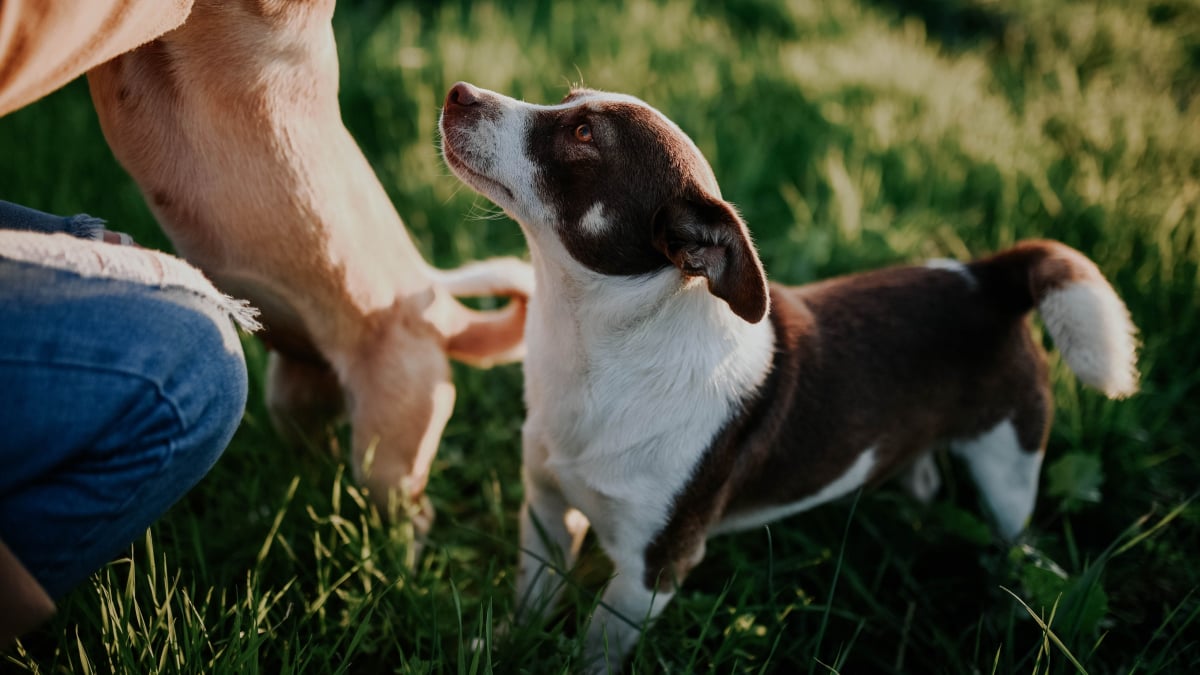 Illustration : "17 comportements humains que les chiens ne comprennent pas"